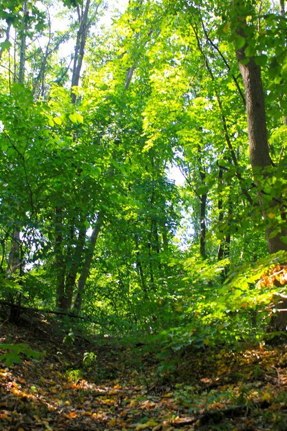 Green forest