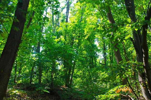 Green forest