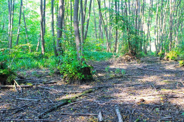 Green forest