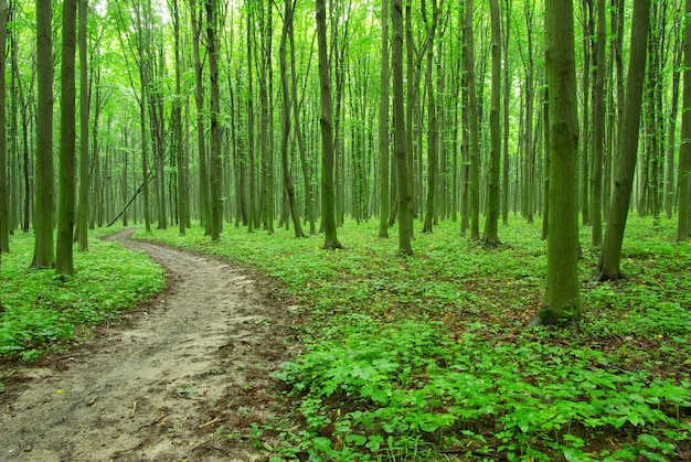 green forest