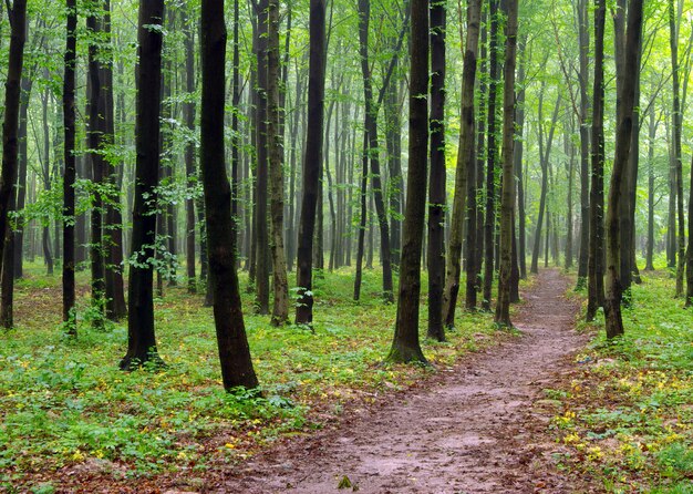 green forest