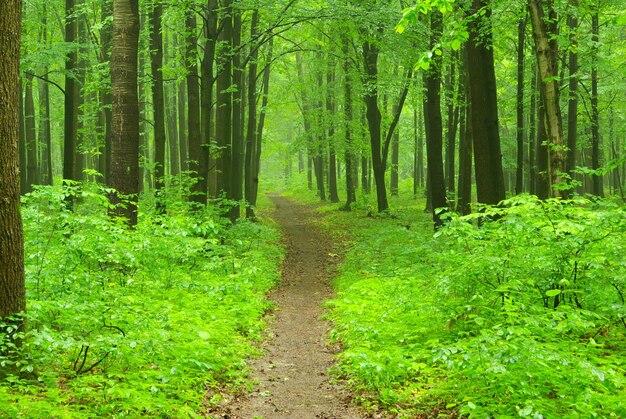 Green forest