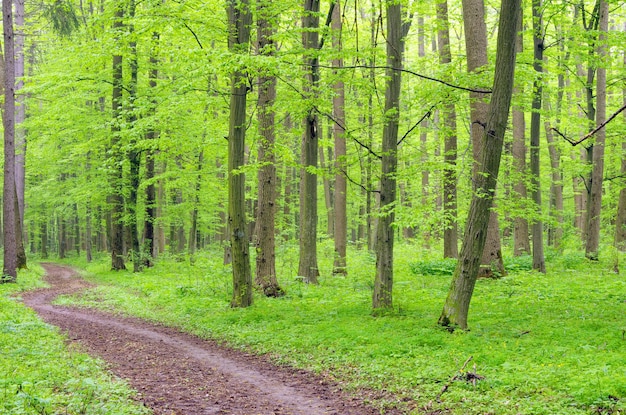 Green forest