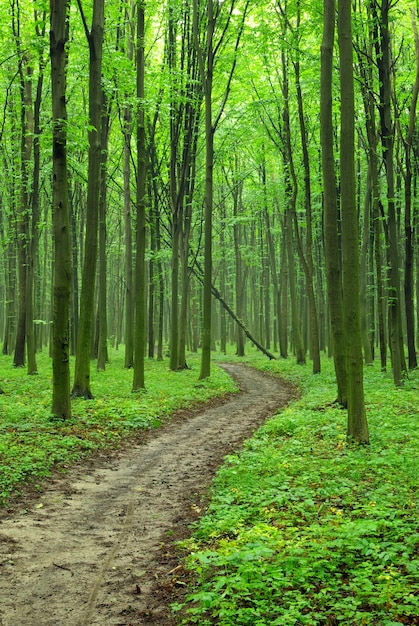 Green forest