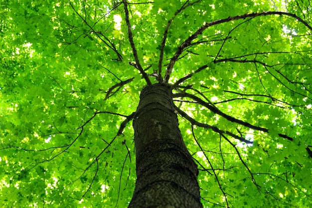 Green forest