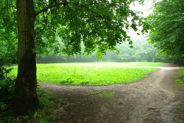 Green forest