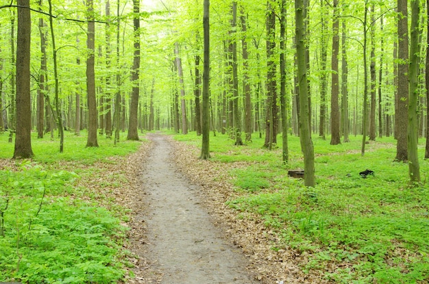 Green forest