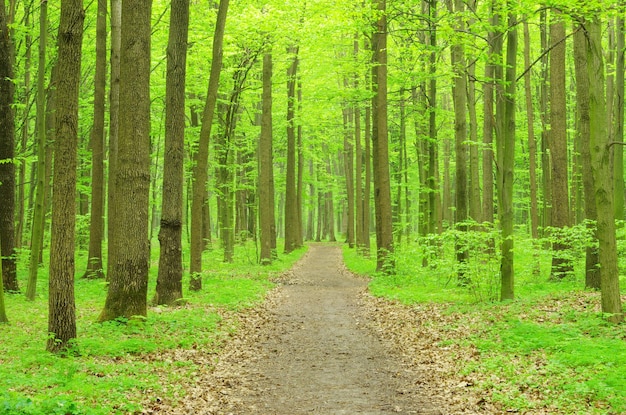 Green forest