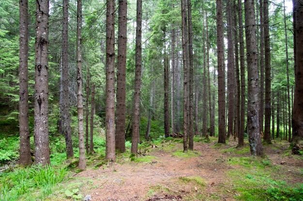 Green forest