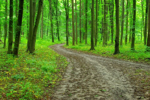 green forest