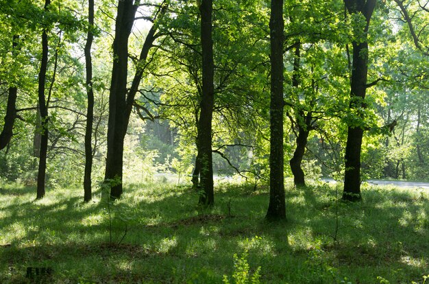 зеленый лес