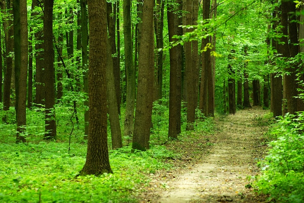 Green forest