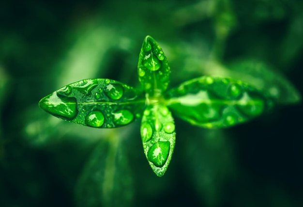 Green four leaves plant just after rain Water drops Macro closeup