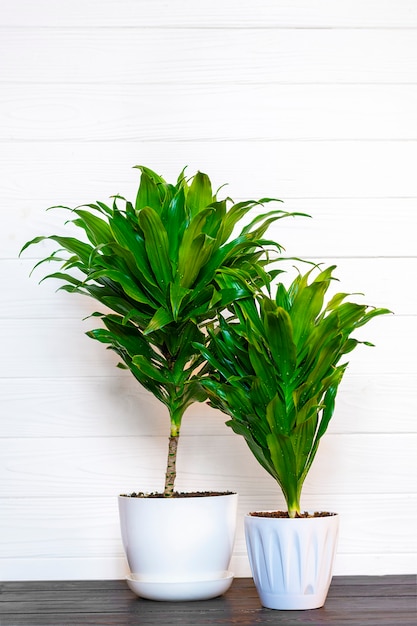 Green fragrant dracaena plant isolated on white background on wooden table