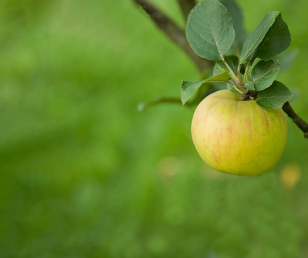 Зеленое свежее яблоко на ветке Органические натуральные продукты питания Фон устойчивого сельского хозяйства