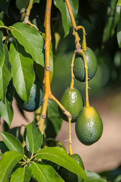 Green fresh avocado tree, Alanya / Turkey