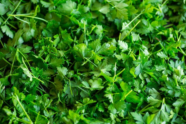 Green fresh background of fresh natural parsley