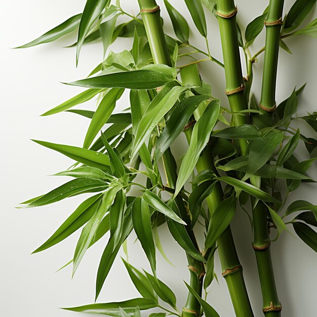 Photo green fresh bamboo tree on white background