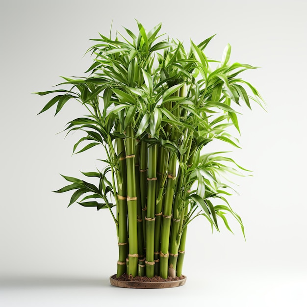 Green fresh bamboo tree on white background