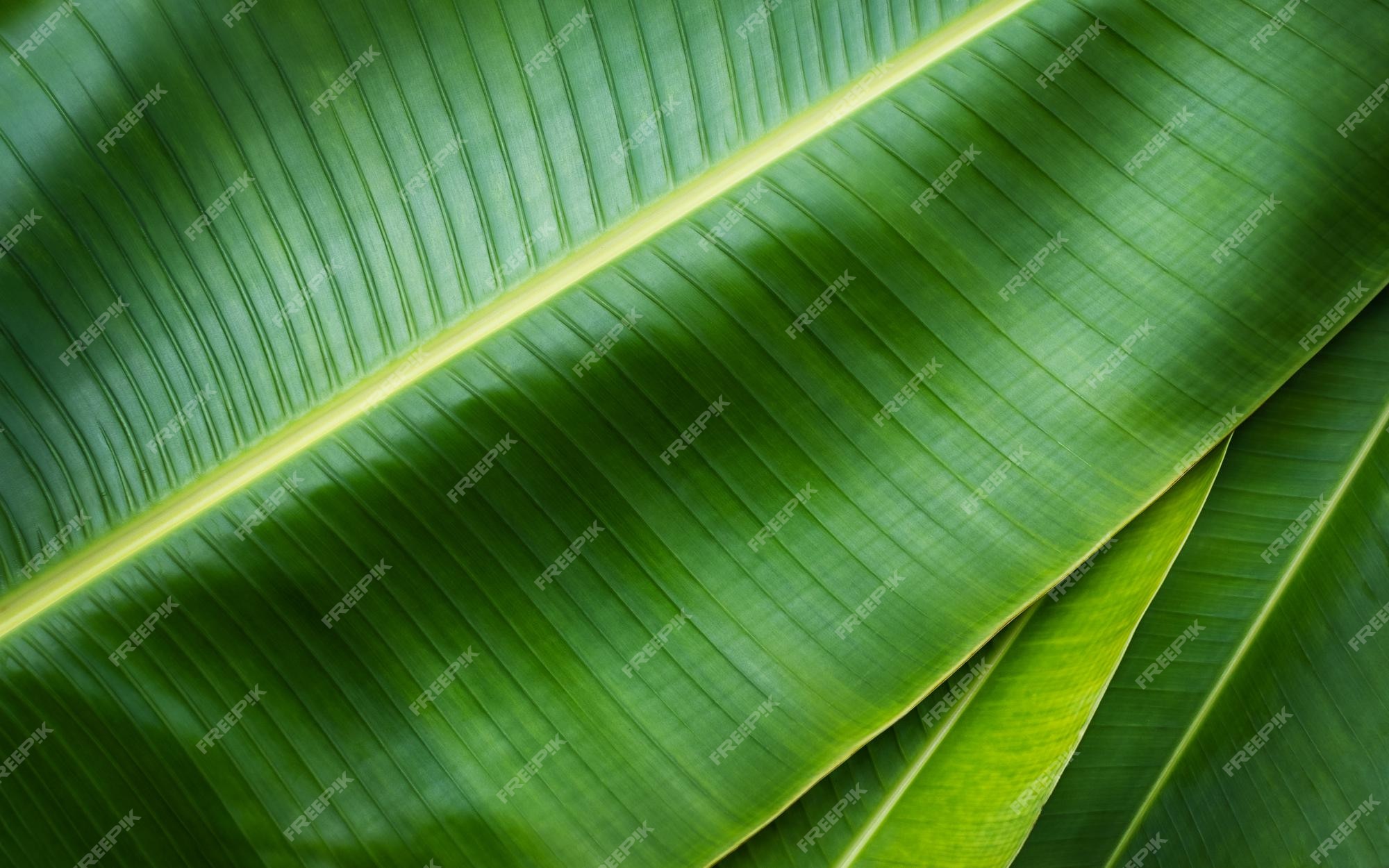 Premium Photo | Green fresh banana leaves close nature background