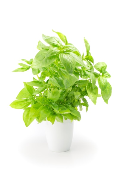 Green fresh basil isolated on white