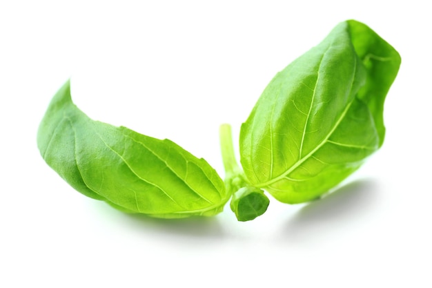 Green fresh basil isolated in white