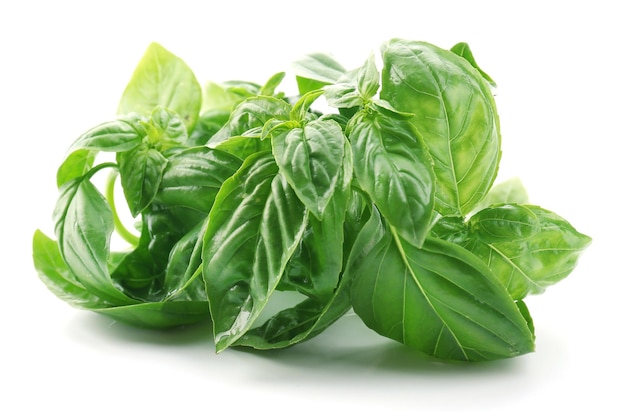 green fresh basil isolated on white