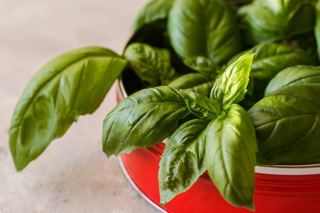 Green fresh basil leaf top view