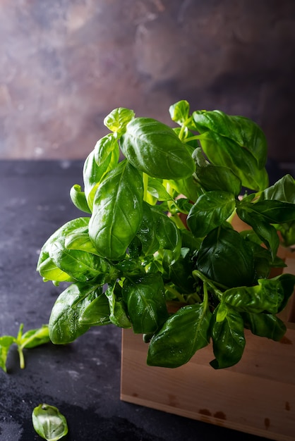 Photo green fresh basil on stone background