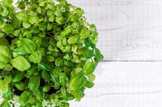 Green fresh basil on wooden background.