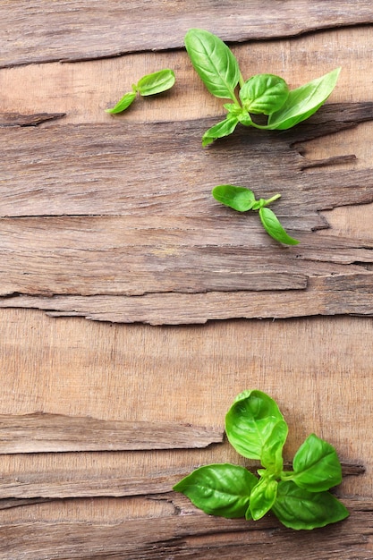 Green fresh basil on wooden background