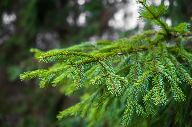 Green fresh branch of a Christmas tree in a forest or park