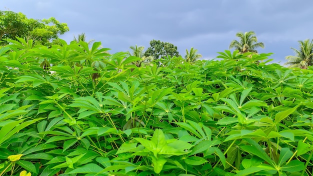 Green and fresh cassava leaves or the Latin name Manihot esculenta