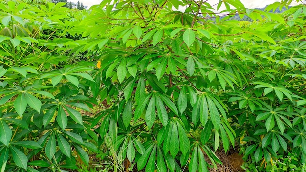 Green and fresh cassava leaves or the Latin name Manihot esculenta