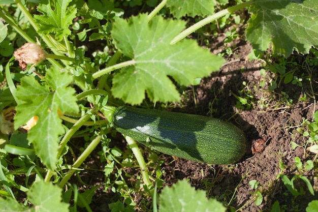 Green fresh cucumber grows on the bed