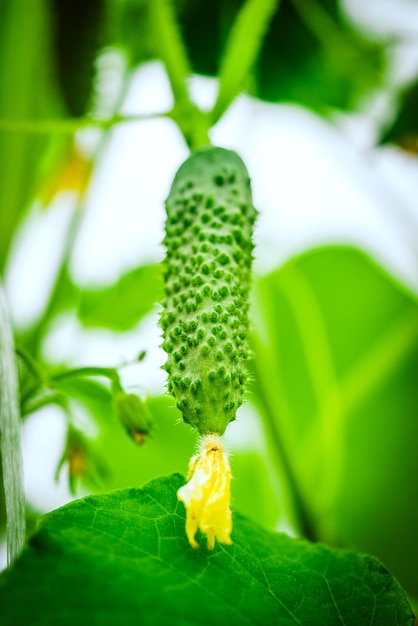 Green fresh cucumbers