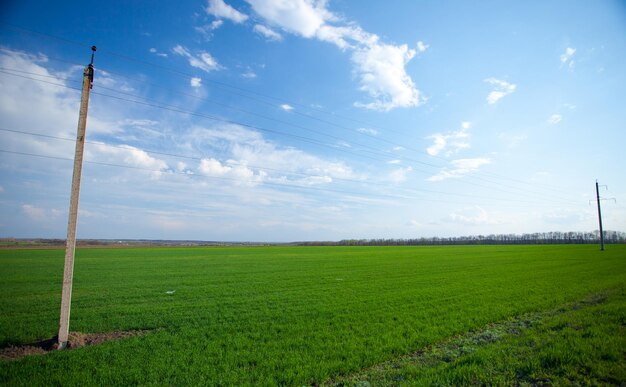 Green fresh field and blue sky with clouds