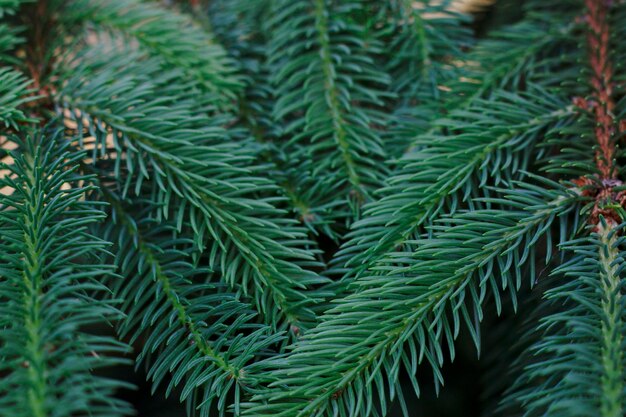 green fresh fir branches background for winter festive