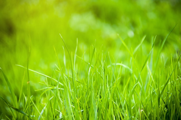 緑の新鮮な草は背景をぼかします