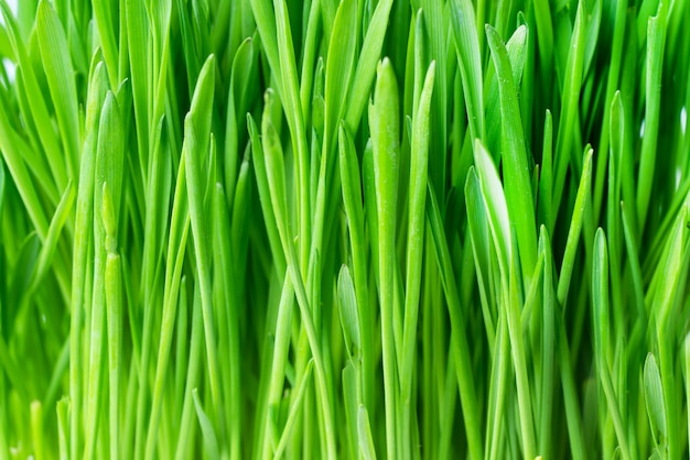 Green fresh grass