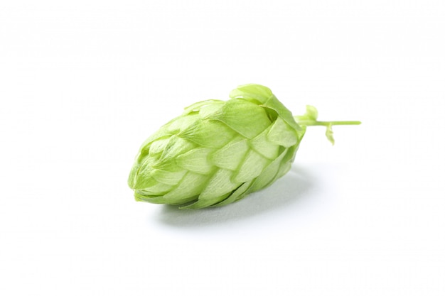 Green fresh hop cone isolated on white