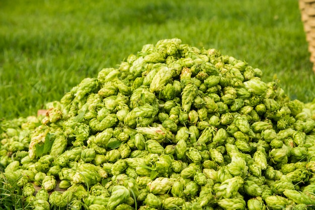 Green fresh hop cones for making beer and bread close up