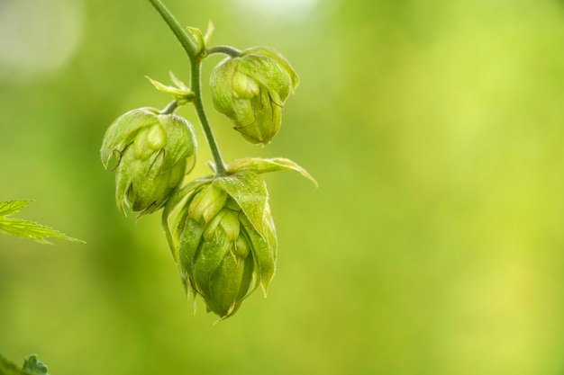 Green fresh hop cones for making beer and bread closeup, agricultural background.