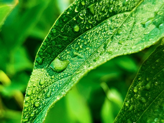 Foto foglie fresche verdi con gocce d'acqua