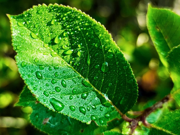 Foto foglie fresche verdi con gocce d'acqua