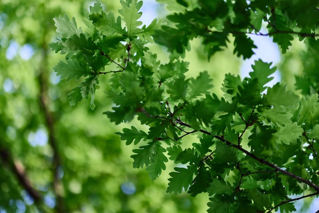 Фото Зеленые свежие листья на дубовых ветвях крупным планом на фоне неба при солнечном свете