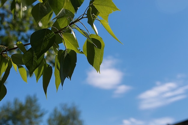 澄んだ青い空に緑の木々の新鮮な葉