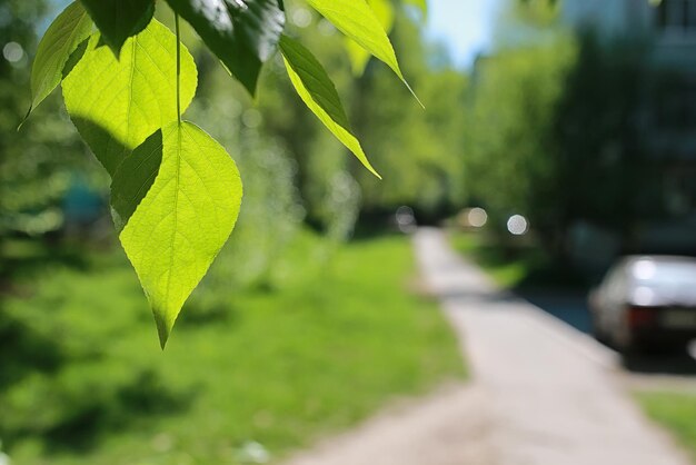 澄んだ青い空に緑の木々の新鮮な葉