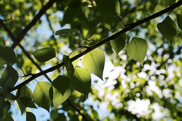 澄んだ青い空に緑の木々の新鮮な葉