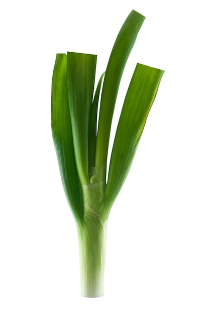 Green Fresh Leek